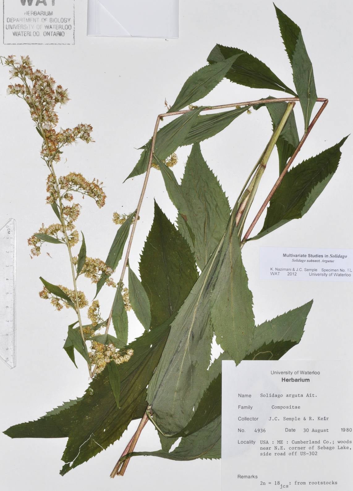 Solidago arguta var. arguta, Semple & Keir 4936 (WAT), Maine