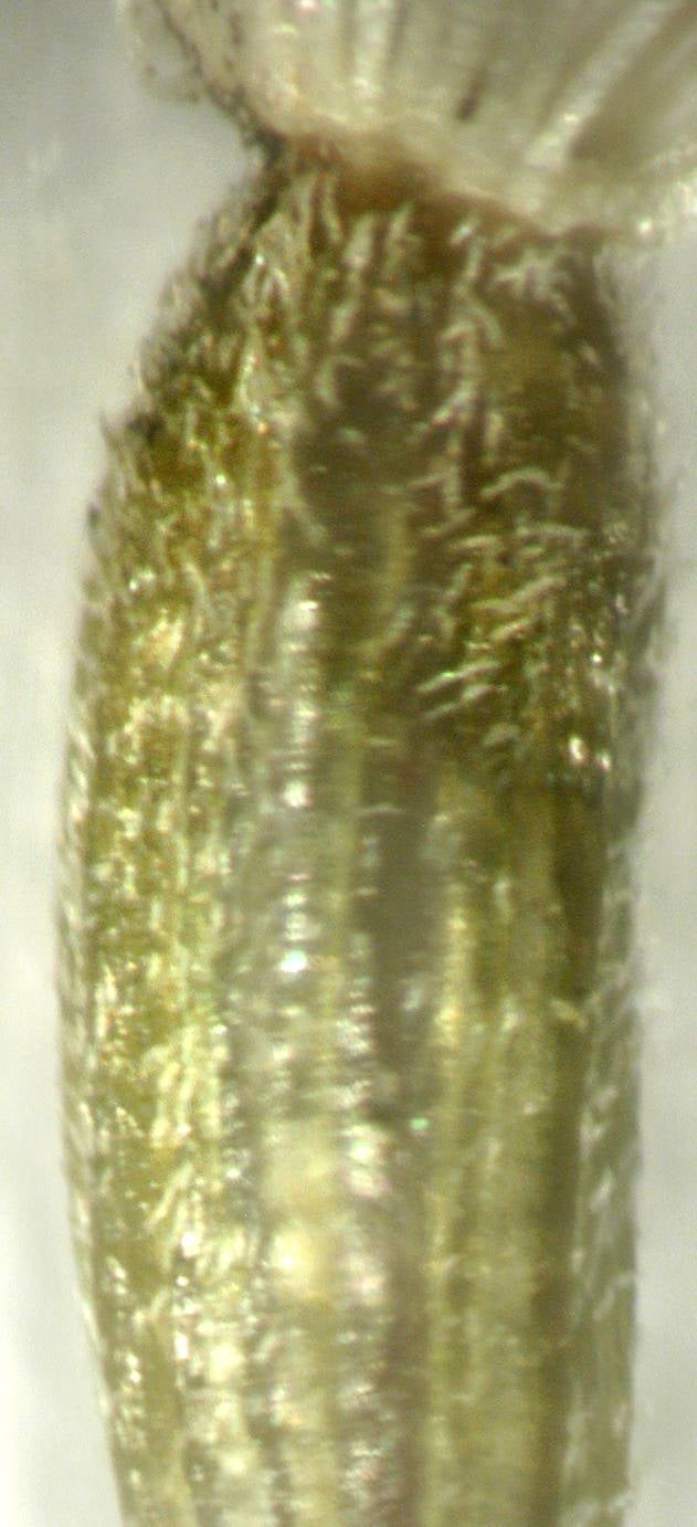 Solidago arguta var. caroliniana, densely strigose fruit, North Carolina