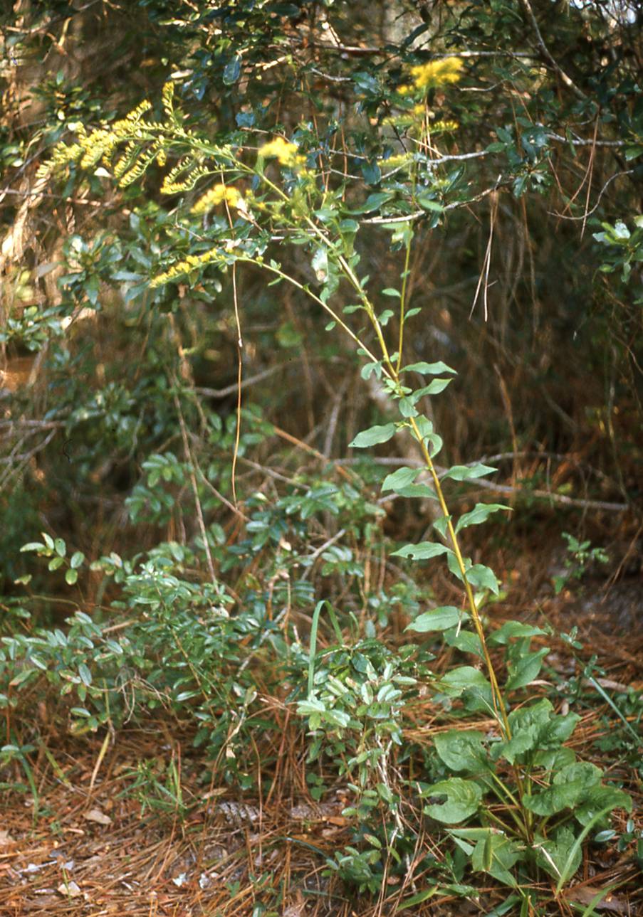 Solidago arguta var. caroliniana, Merritt Is., Florida