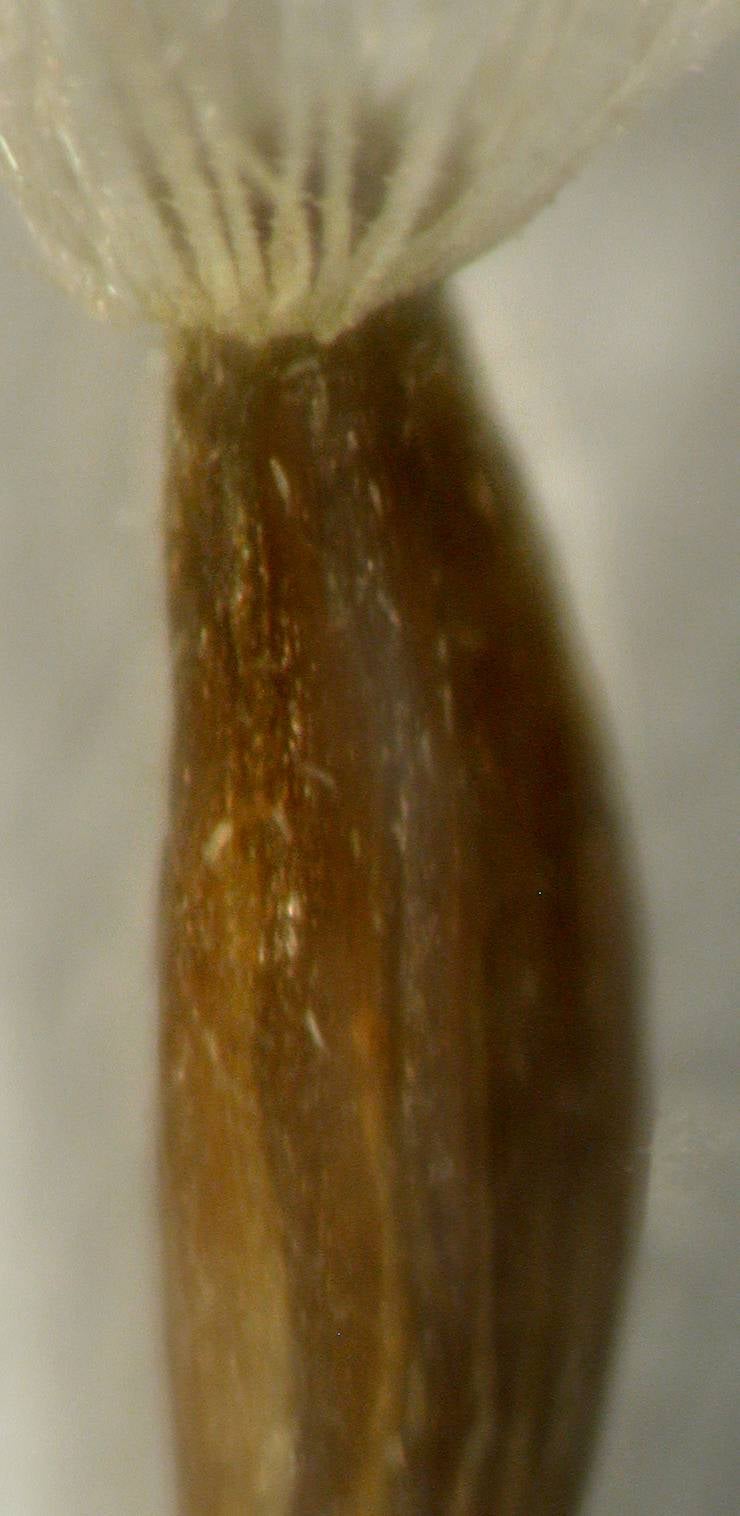 Solidago arguta var. caroliniana, very sparsely hairy fruit, Georgia