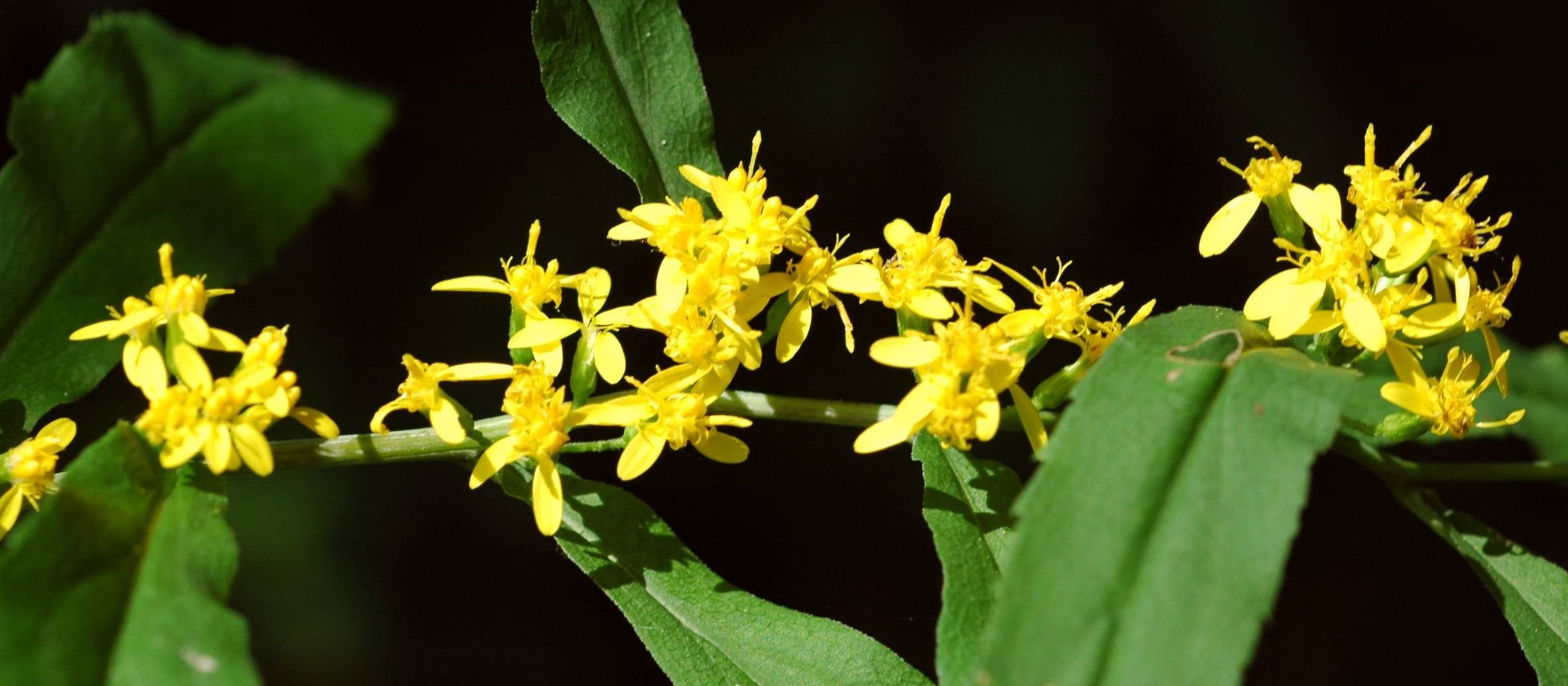 Solidago caesia var. caesia, heads, Ontario