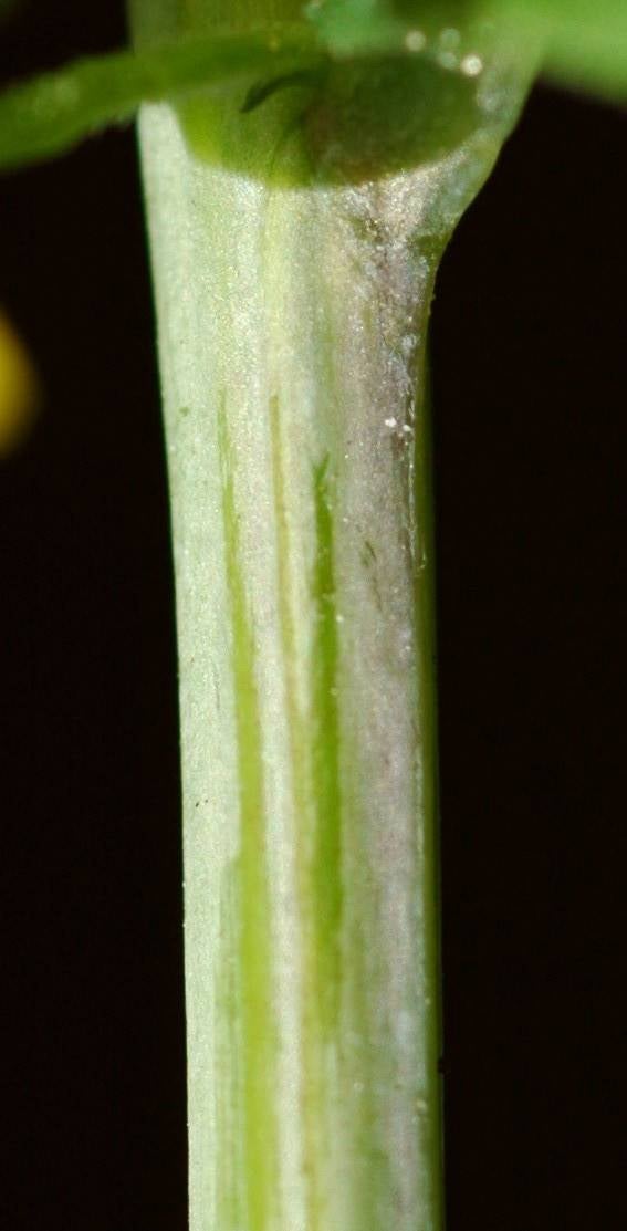 Solidago caesia var. caesia, glaucous stem, Ontario