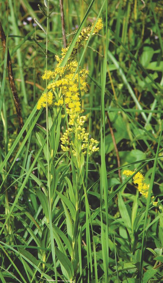 Solidago chilensis, Argentina (Photographs by Rita Lopez Laphitz)