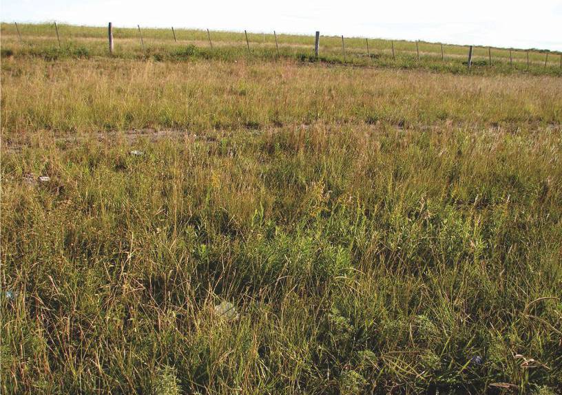 Solidago chilensis, habitat, Argentina (Photographs by Rita Lopez Laphitz)