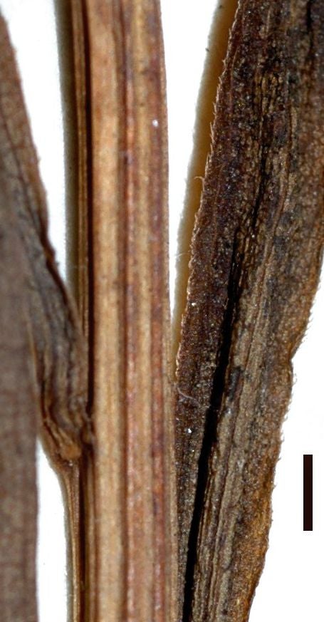 Solidago chilensis, hairless stem