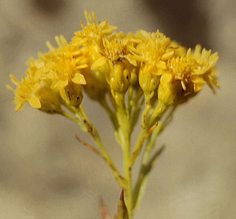 Inflorescence, Ontario