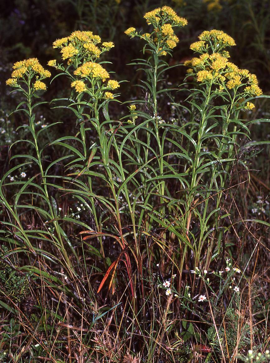 Habit