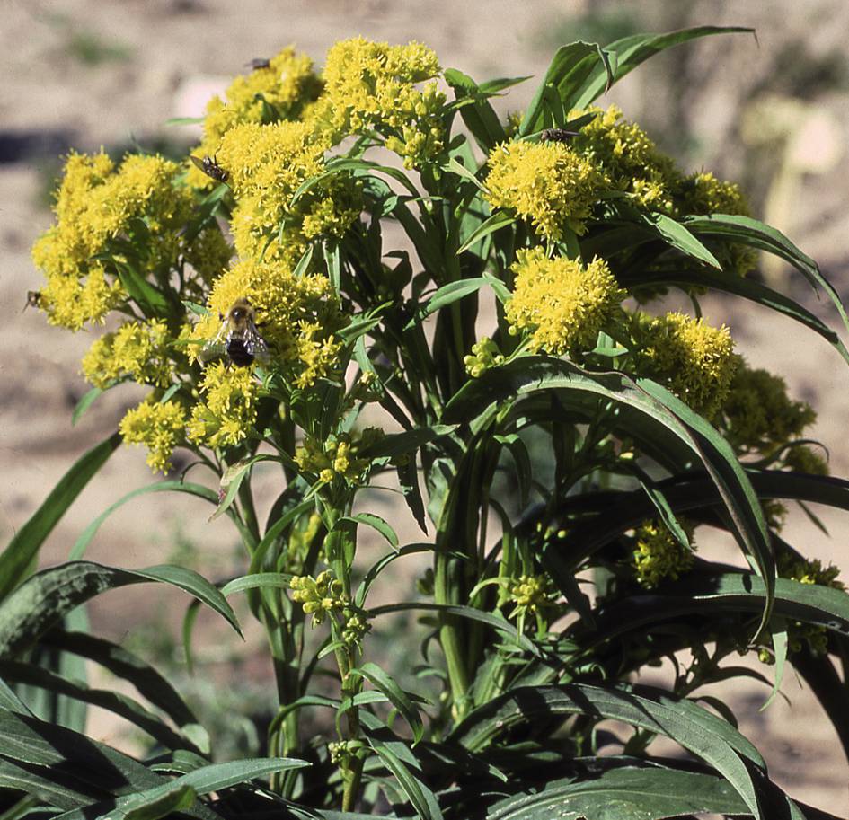 Inflorescence and leaves, Ontario