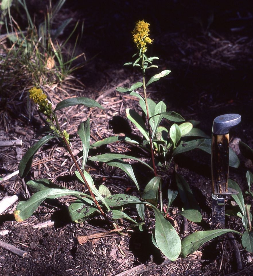 Simplex Habit, Colorado