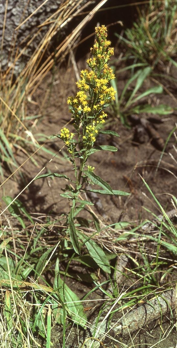 Simplex Habit, Oregon