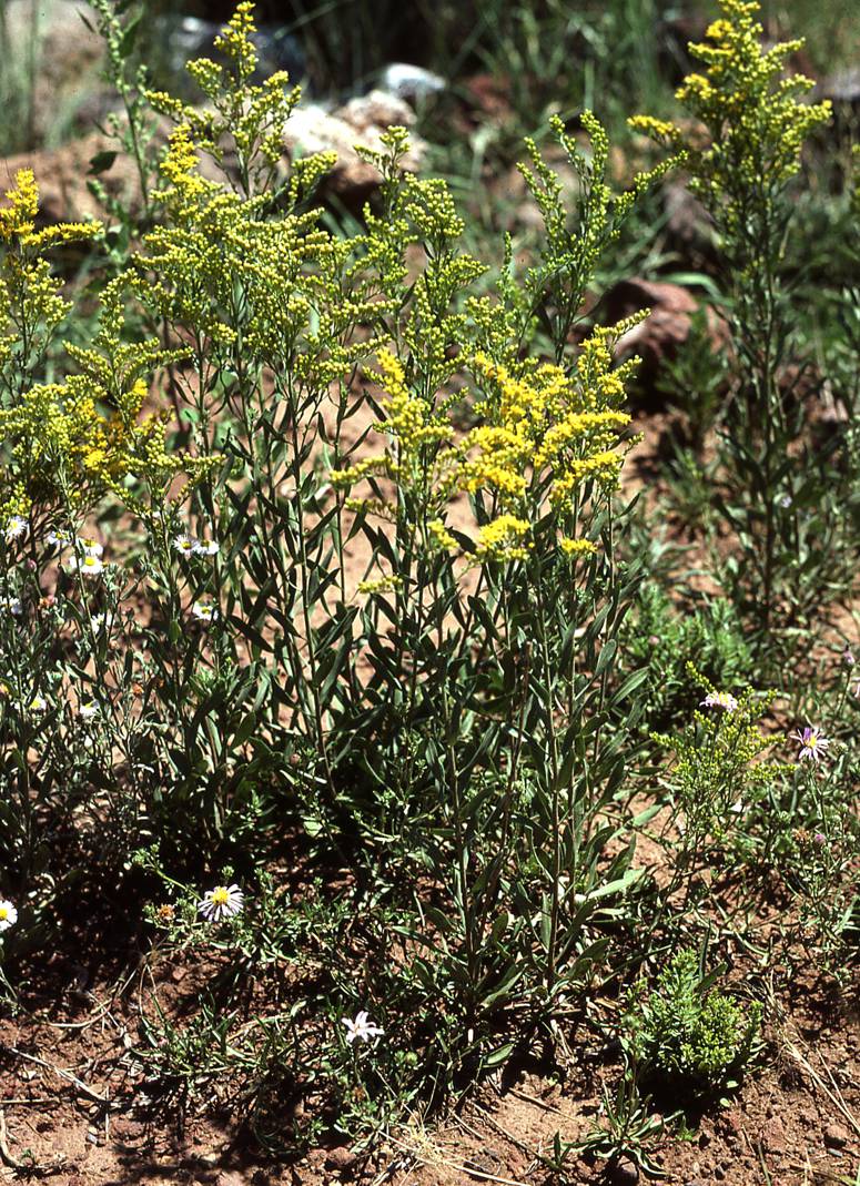 Solidago velutina subsp. sparsiflora, Arizona