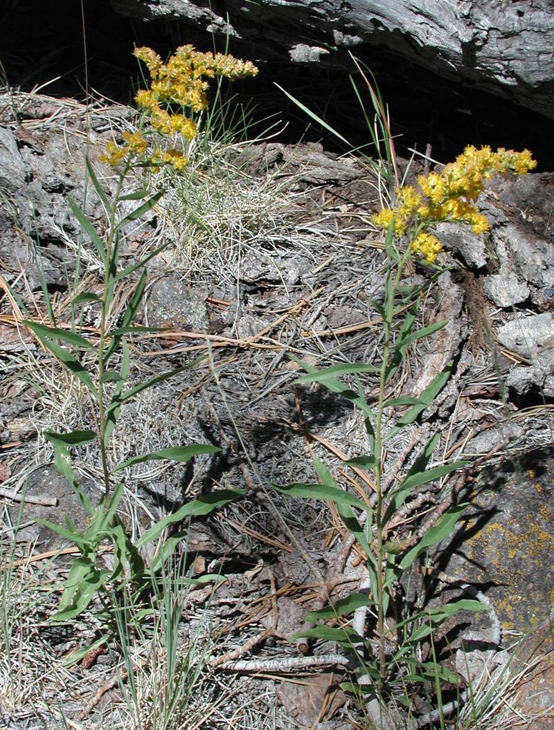 Solidago velutina subsp. sparsiflora, Utah