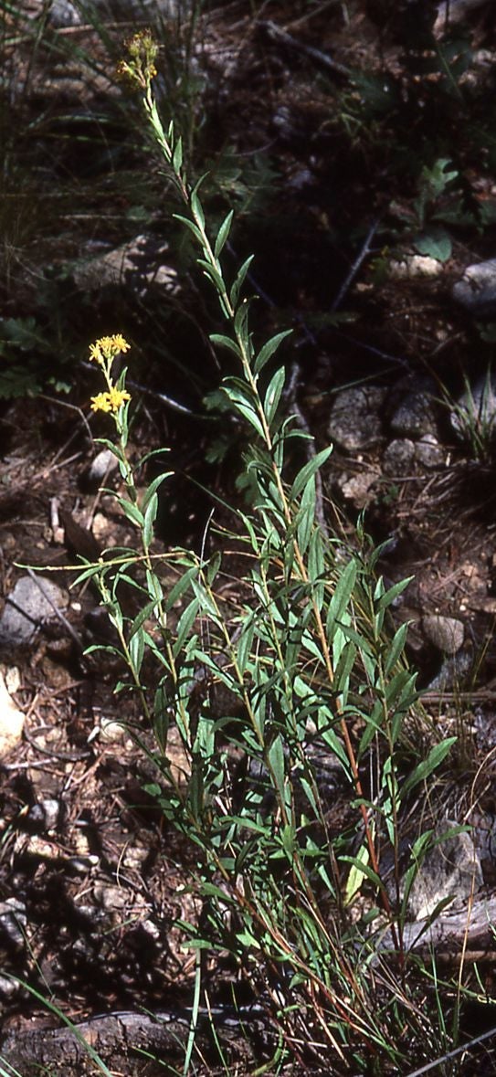 Solidago wrightii var. guadalupensis, Guadalupe Mts., Texas