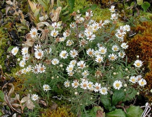 Symphyotrichum nahanniense