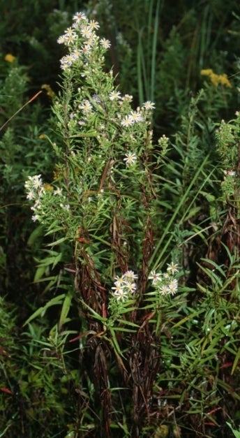 Habit, Ontario