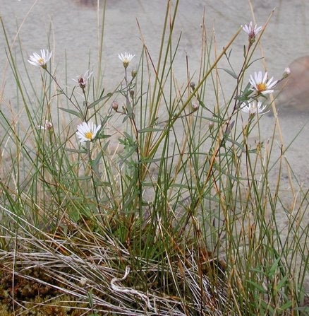 Symphyotrichum nahanniense at edge of pool