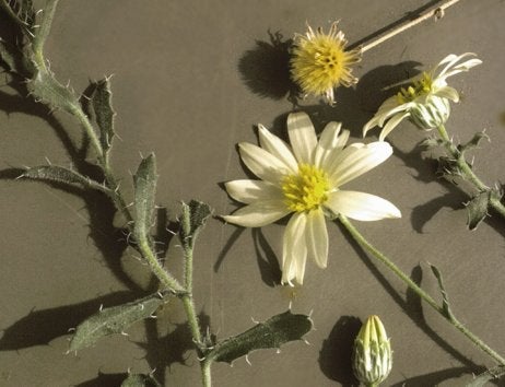  Xanthisma blephariphylla cult UMSL