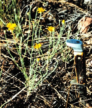 Xanthisma gracile, annual, Arizona