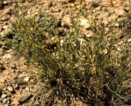  Xanthisma grindelioides, rayless perennial, Utah