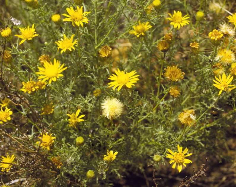 Xanthisma spinulosum ssp. australe, Semple 956, Oklahoma