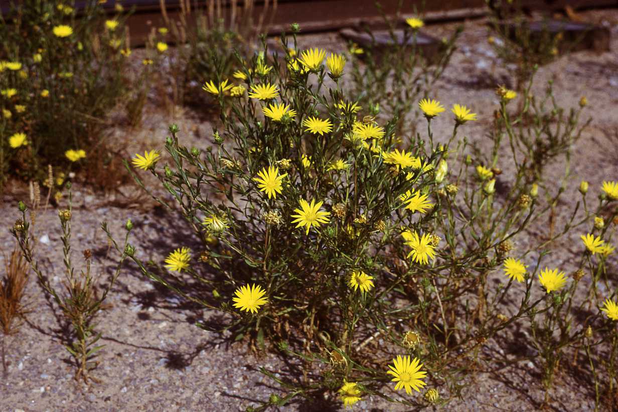  Xanthisma texanum ssp drummondii 689 Texas