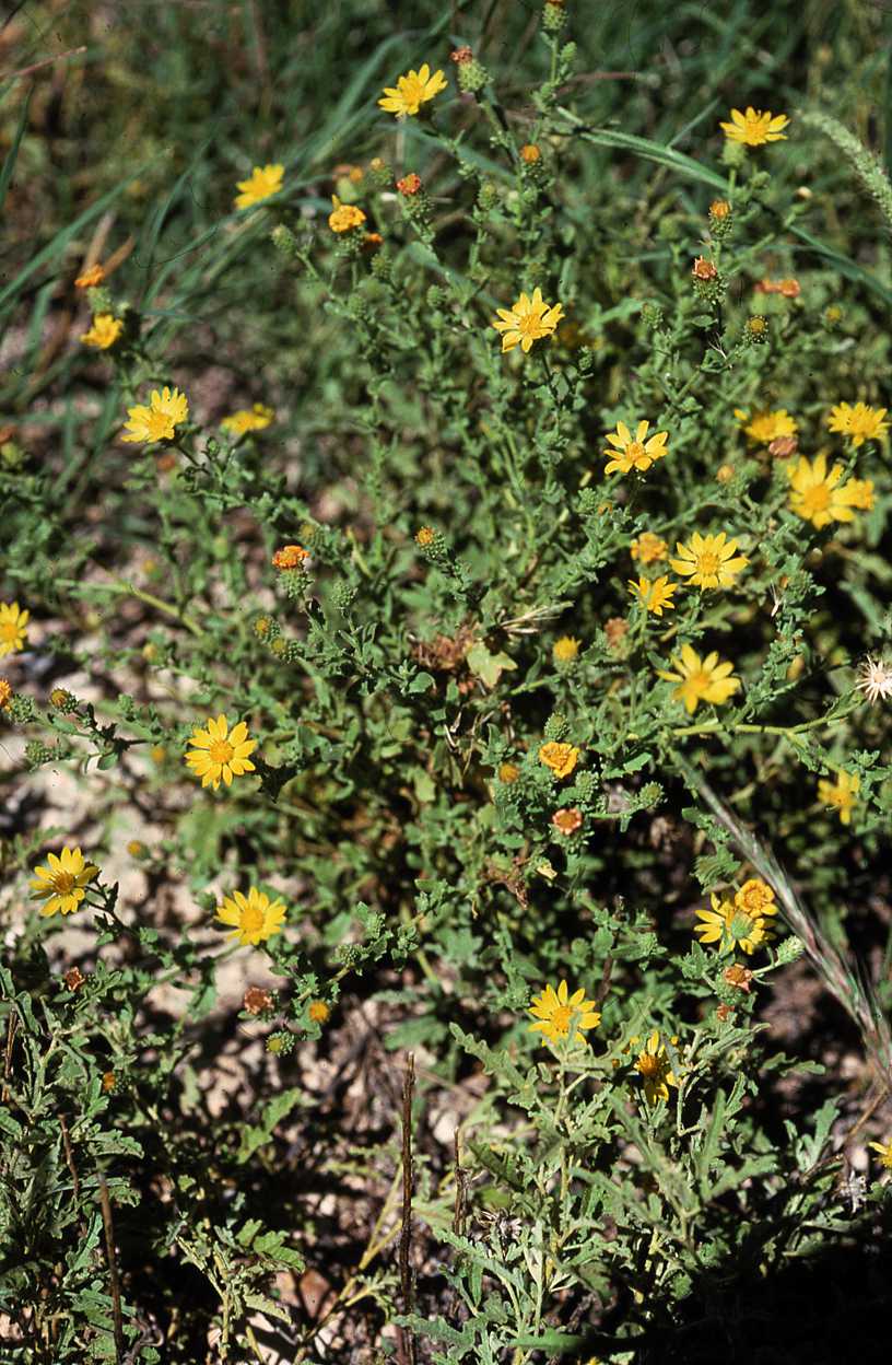 Xanthisma viscida, Semple & Heard 8156, Texas