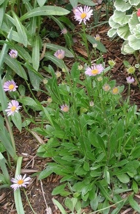 Aster tongolensis