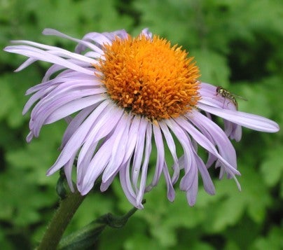 Aster tongolensis head