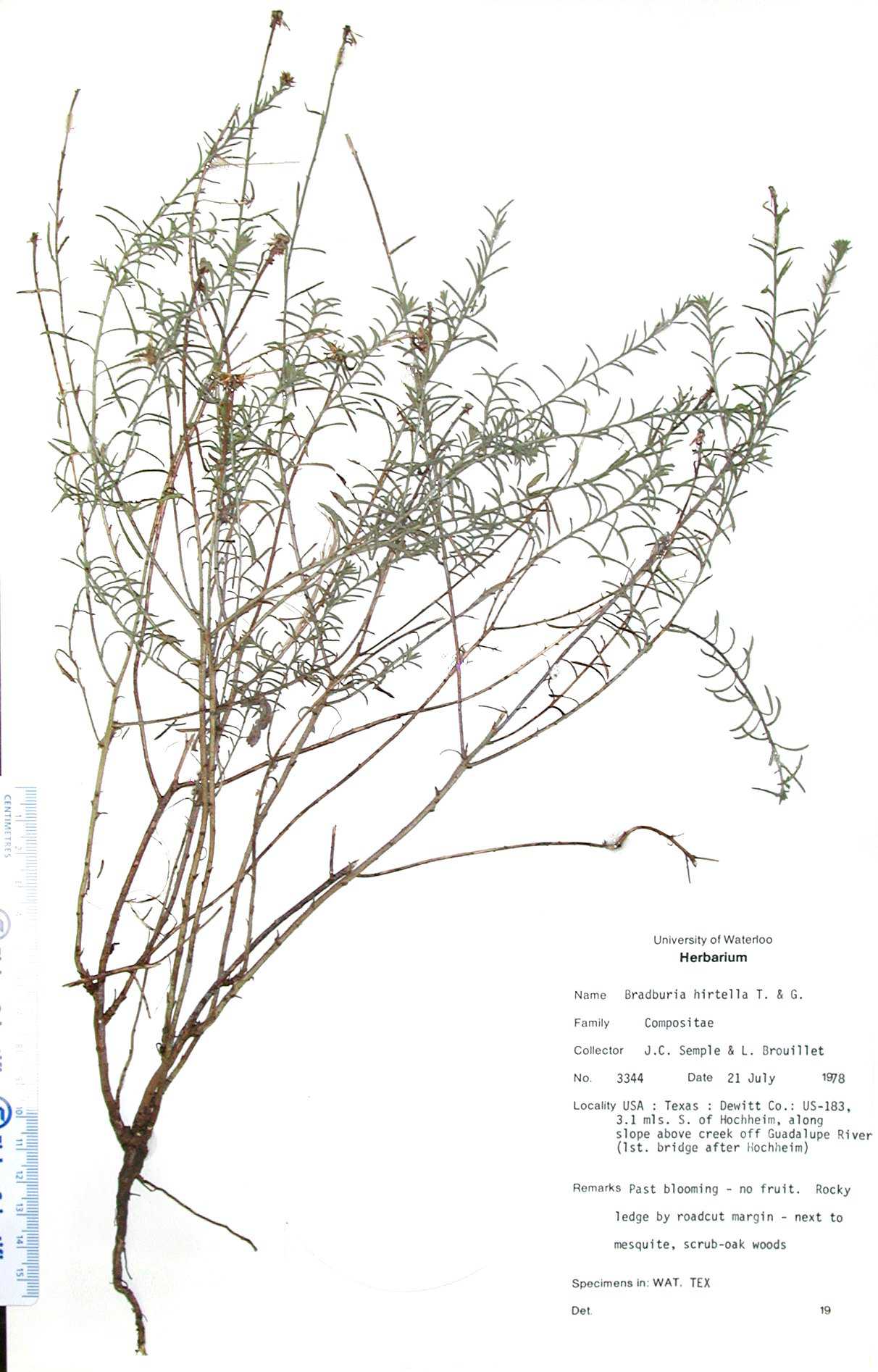 Bradburia hirtella S & Bt 3344 WAT