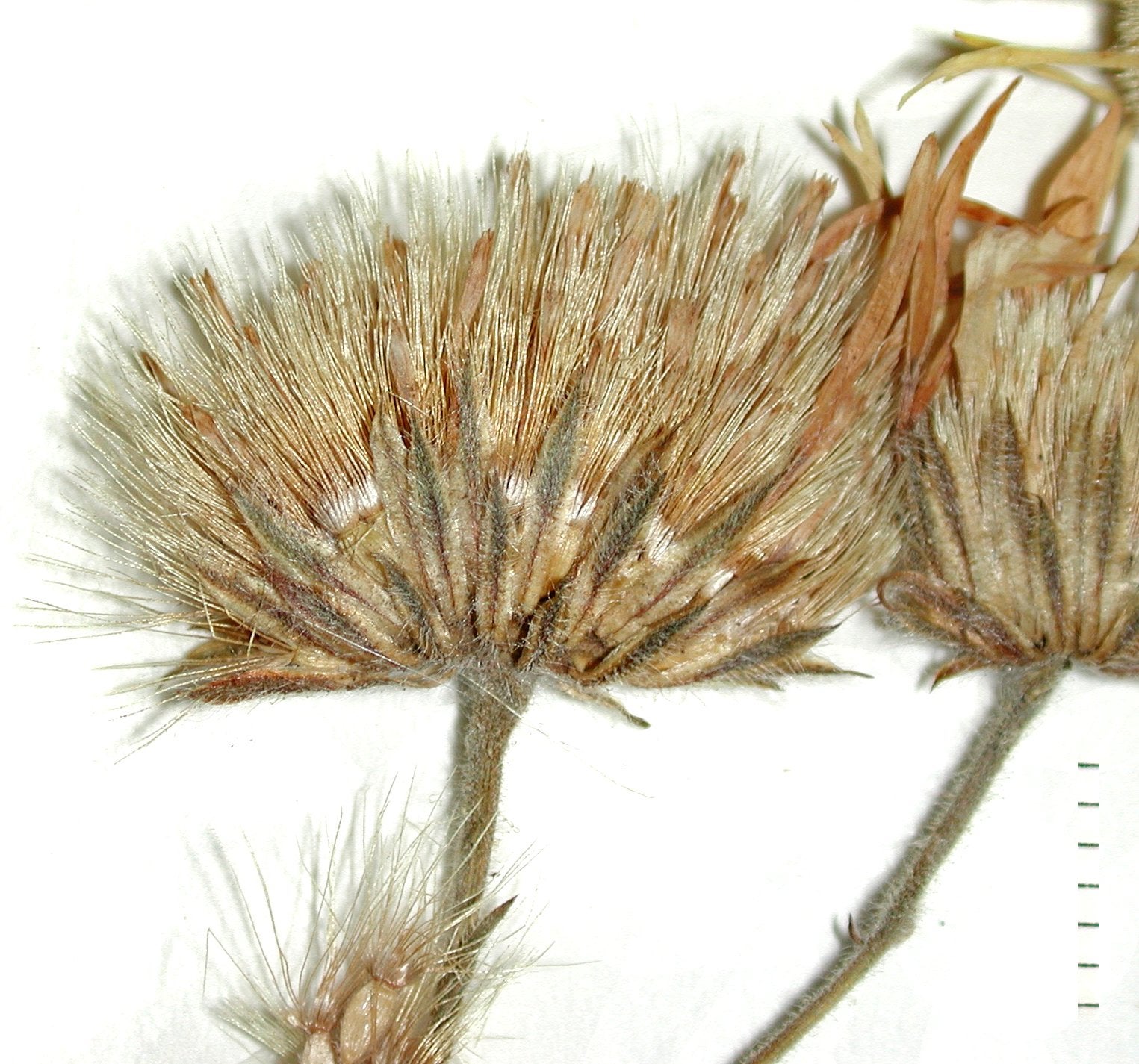 Bradburia pilosa Semple 927 involucre
