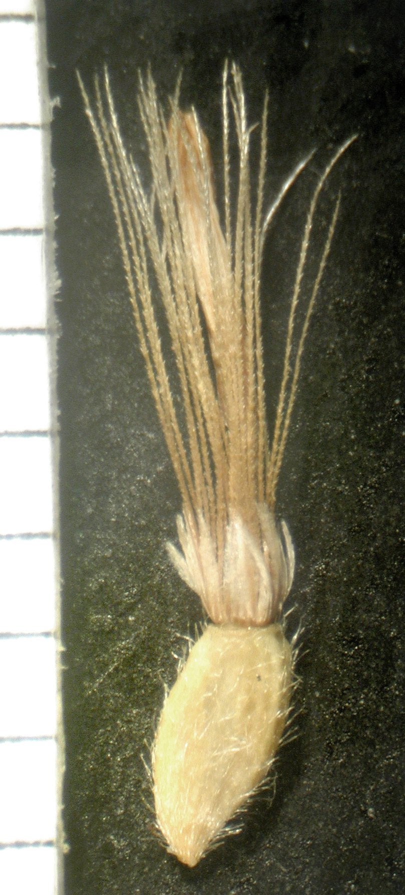 Bradburia pilosa Semple 2753 disc fruit