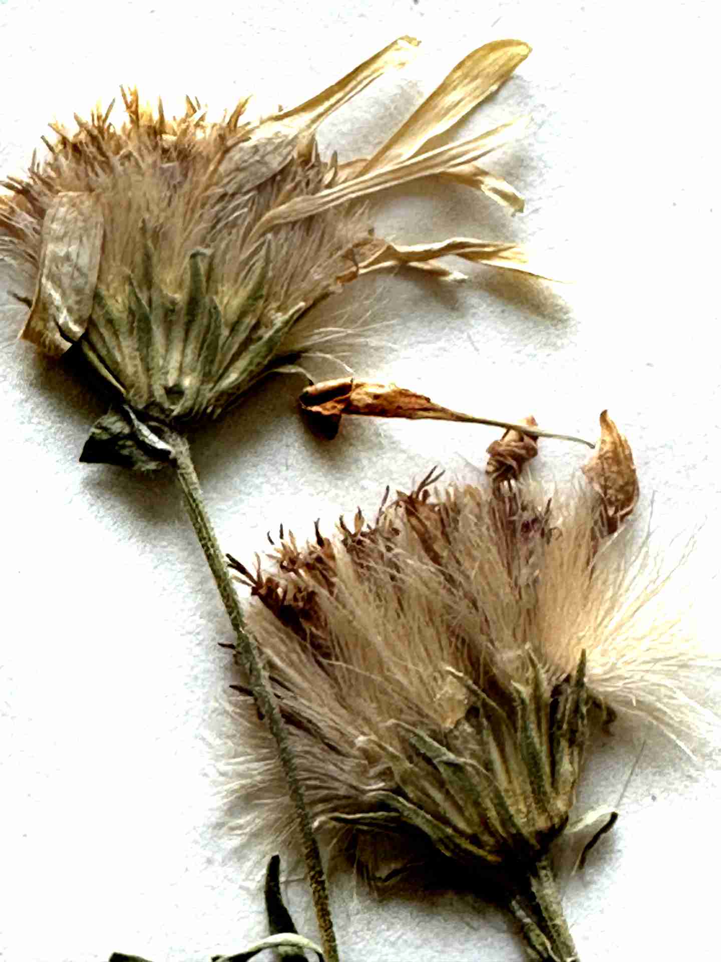 Doellingeria paucicapitata