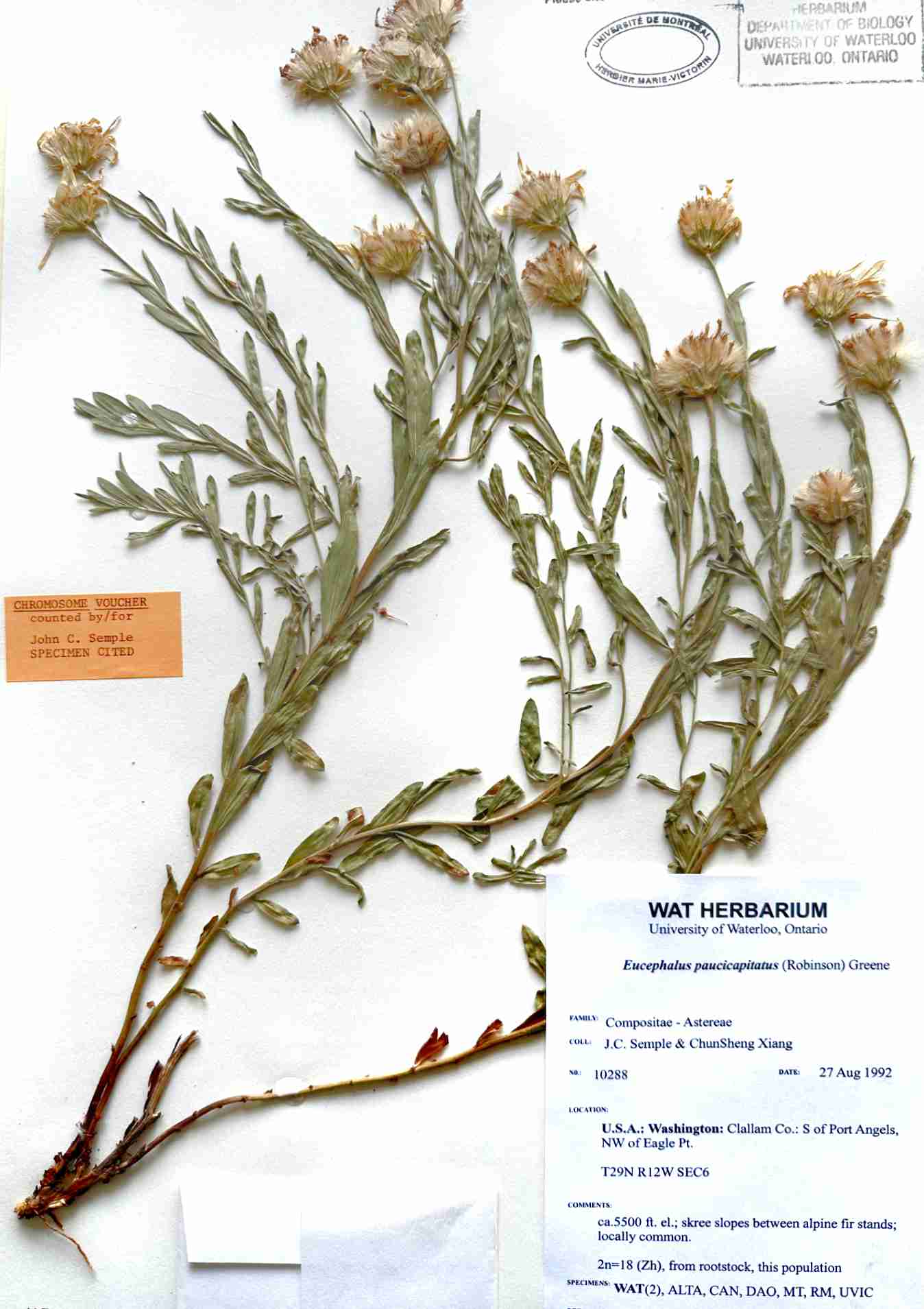 Doellingeria paucicapitata heads