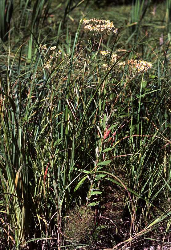 Doellingeria umbellata var. pubens, habitat and habit, 6721, Ontario