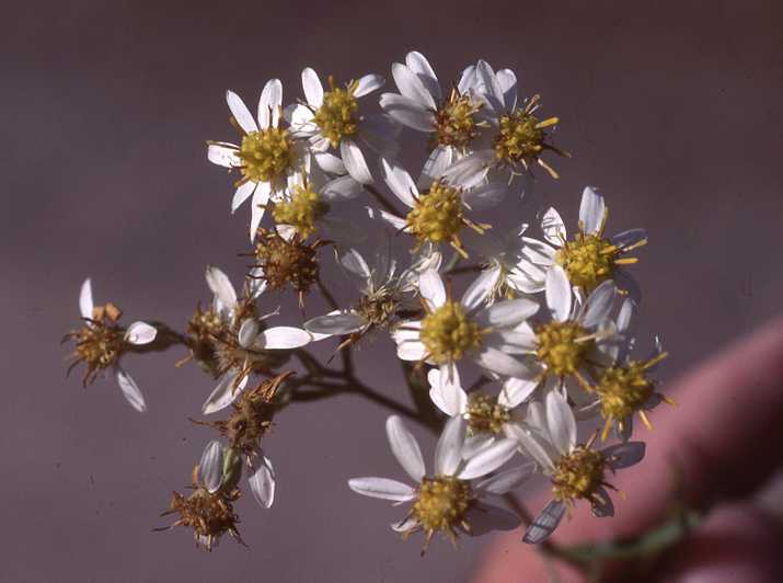Doellingeria umbellata var. pubens, heads, 6721, Ontario
