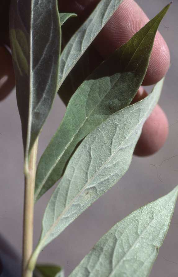 Doellingeria umbellata var. pubens, leaves, 6721, Ontario
