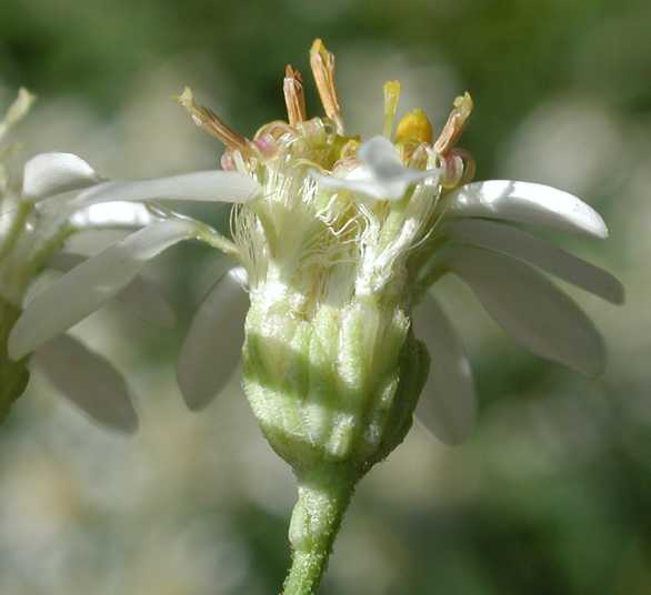 Doellingeria umbellata var. umbellata, head, Ontario