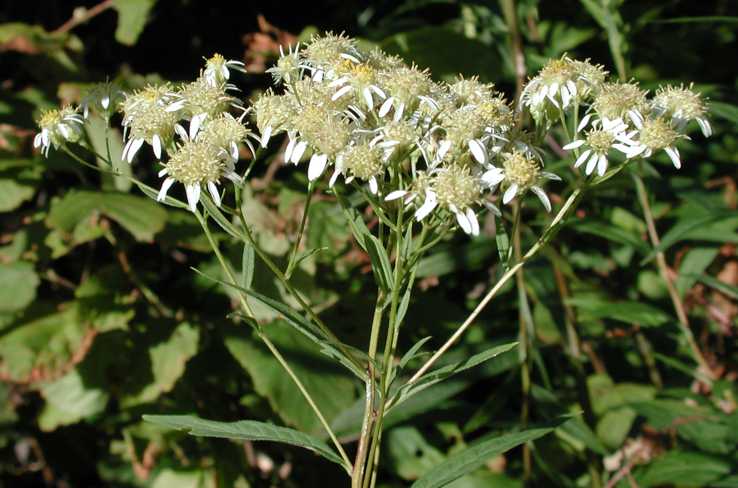 Doellingeria umbellata var. umbellata, inflorescence, Ontario