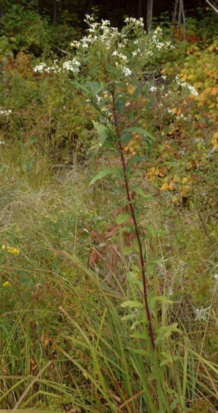 Doellingeria umbellata var. umbellata, tall shoot, New Brunswick