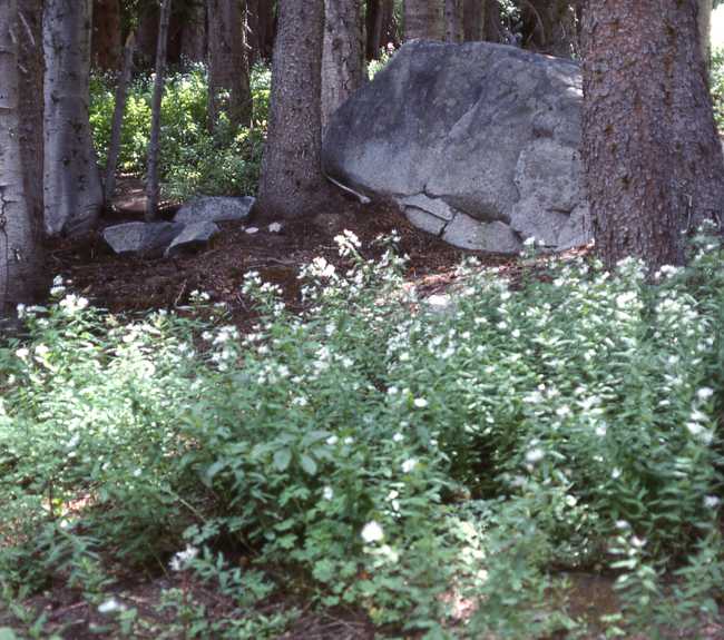 Doellingeria engelmannii, habitat, 9246, Salt Lake Co., Utah