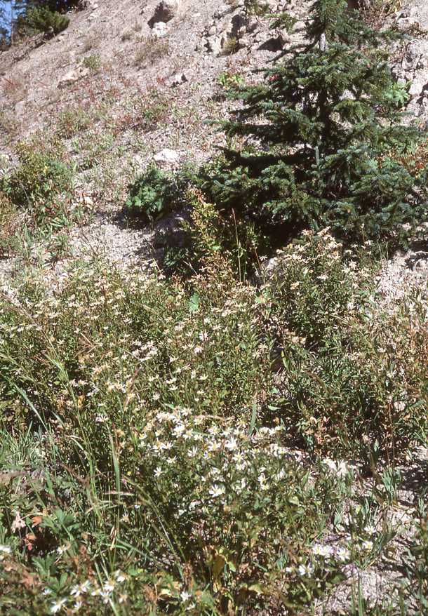 Doellingeria engelmannii, habitat, 9246, Utah