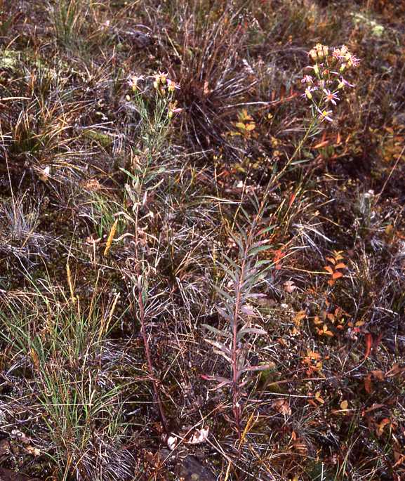 Doellingeria glaucescens, shoots, 7106, Washington