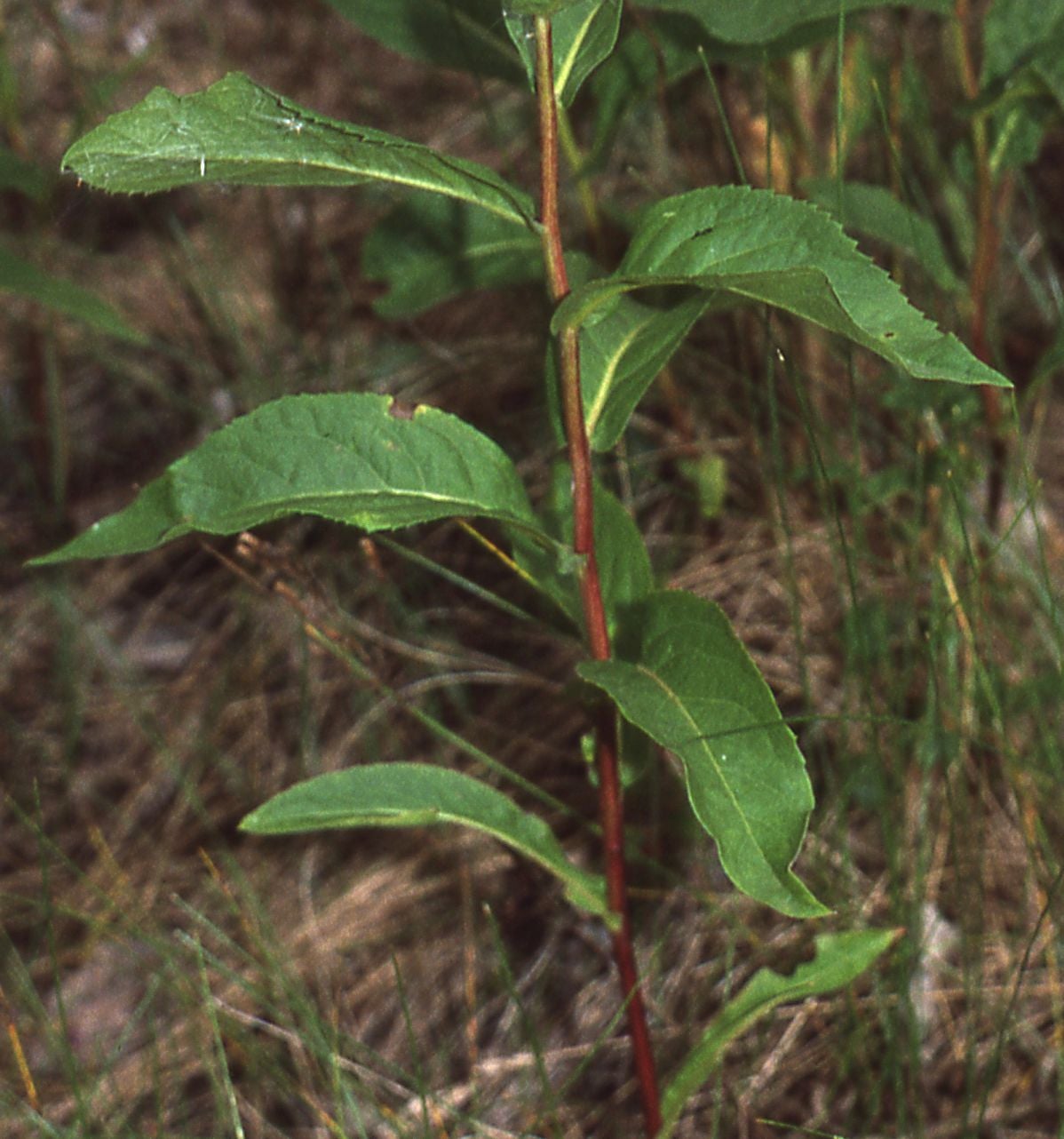 Eurybia conspicua 4329 Jasper NP AB lvs