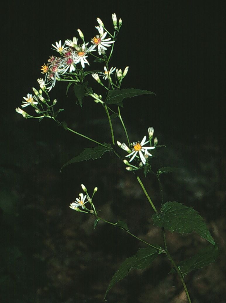 Eurybia divaricata inflor MA