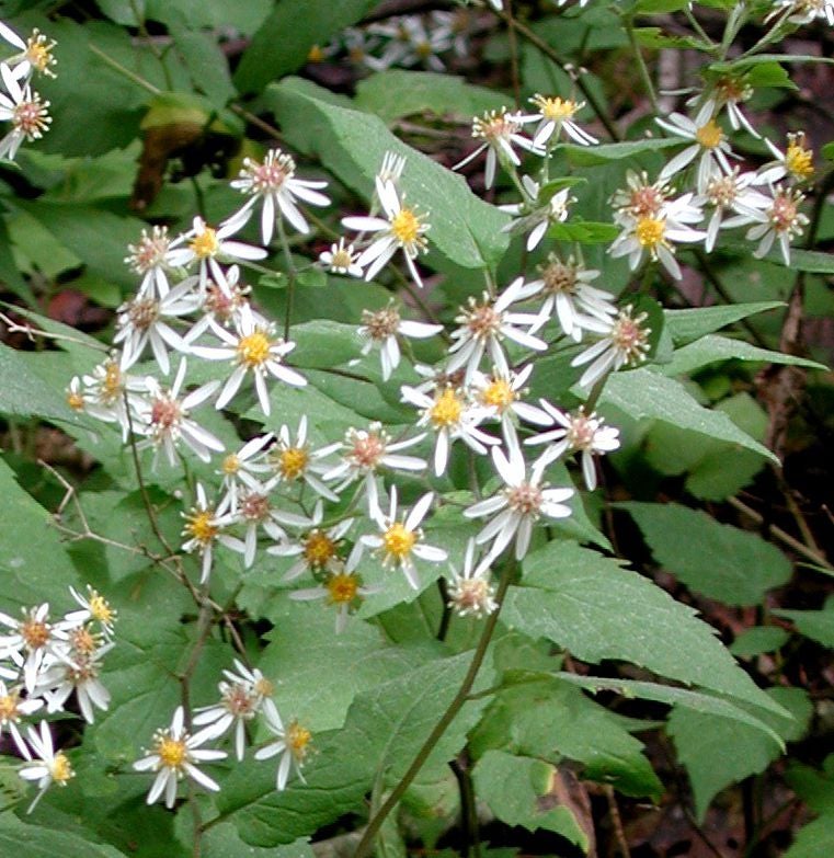 Eurybia divaricata inflor S 11227