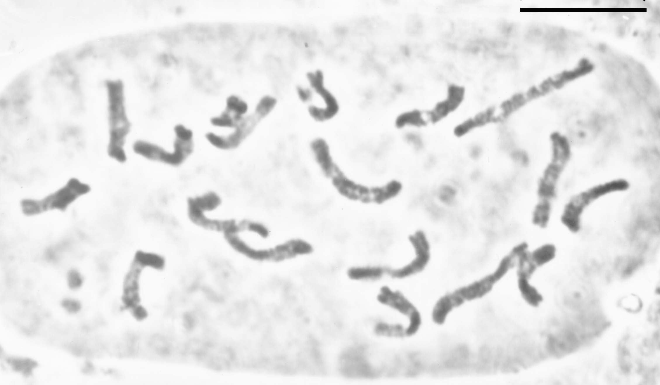 Eurybia eryngiifolia chromosome cell squash by JCS