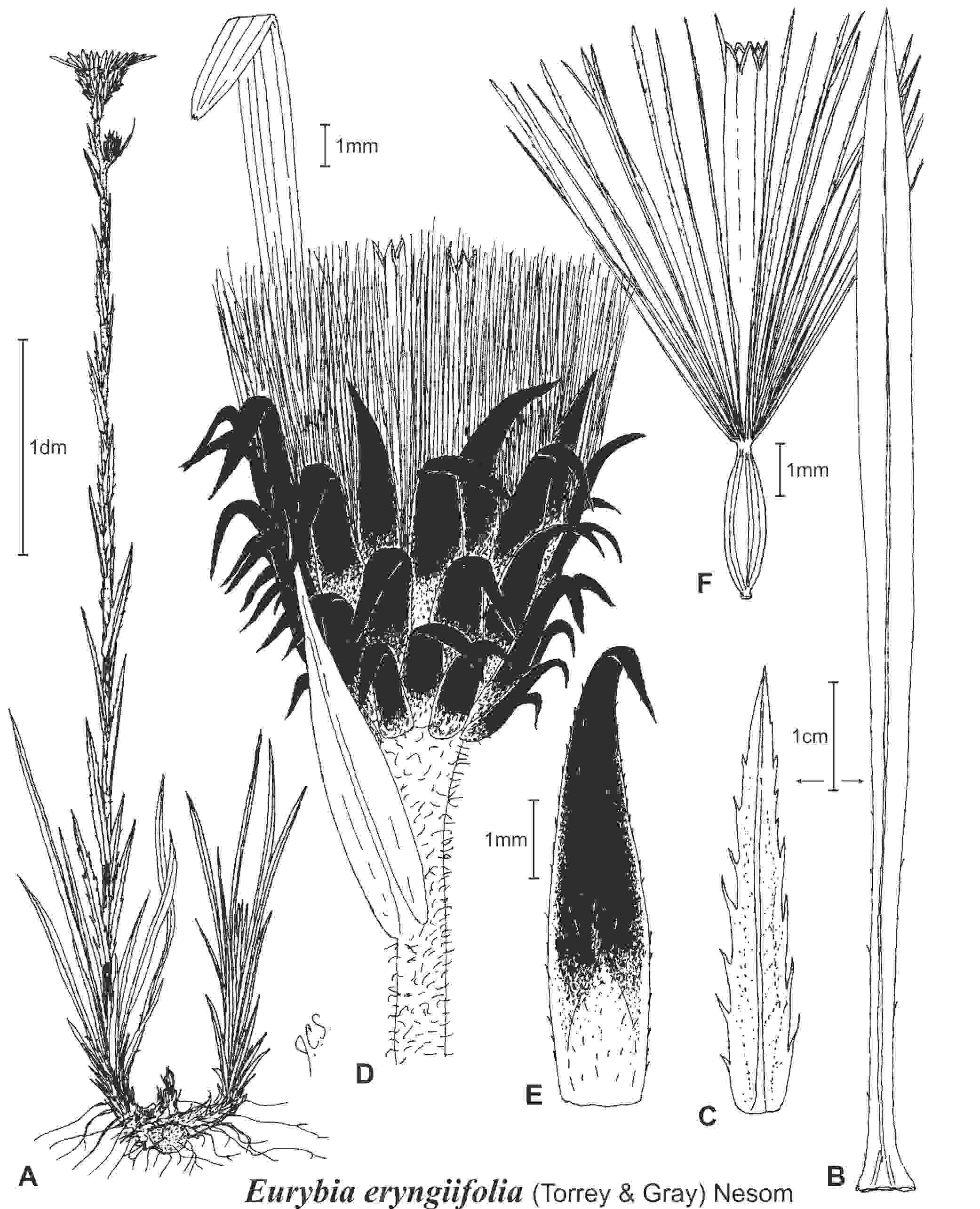 Eurybia eryngiifolia drawing JCS