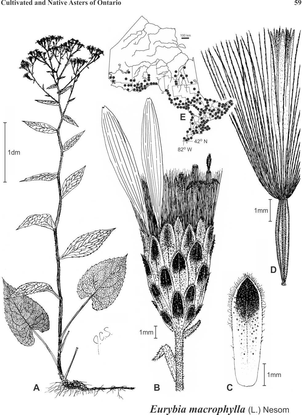 Eurybia macrophylla Fig 28 Semple et al. 2002