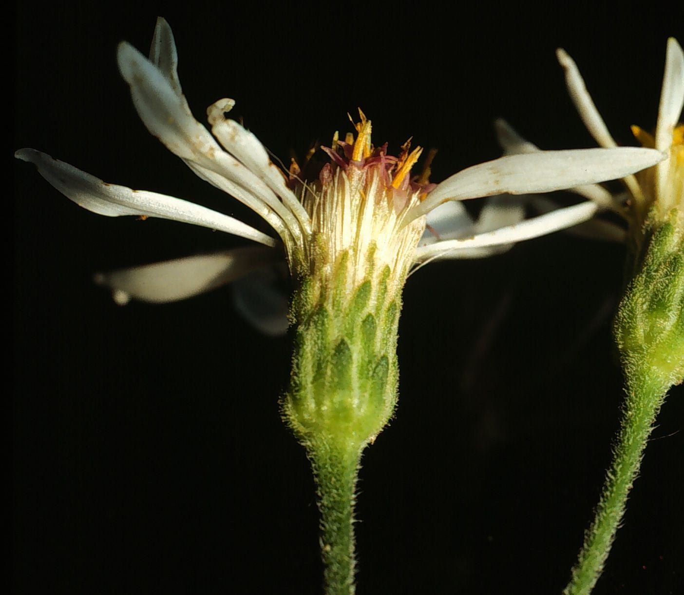 Eurybia macrophylla involucre