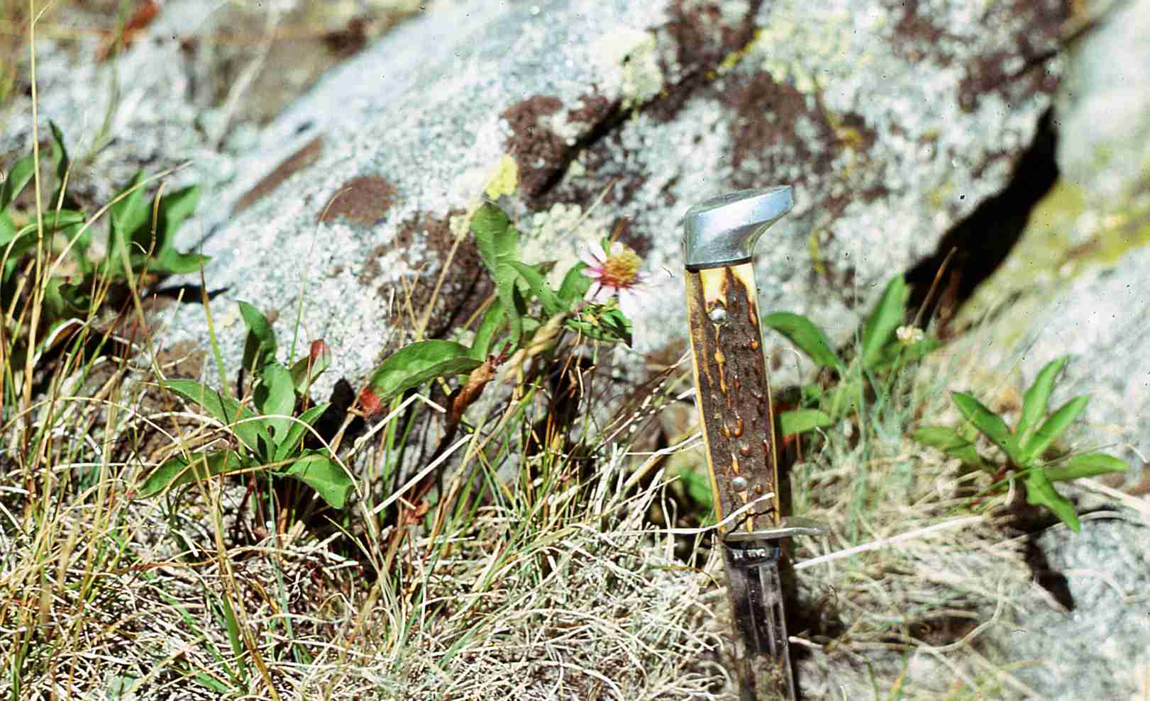 Eurybia merita 4453 habitat WY